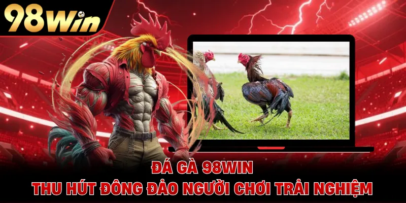 Đá gà 98WIN thu hút đông đảo người chơi trải nghiệm
