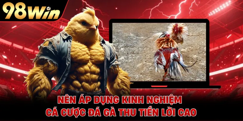 Nên áp dụng kinh nghiệm cá cược đá gà thu tiền lời cao