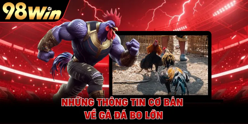 Những thông tin cơ bản về gà đá bo lớn